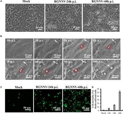 Autophagy Participates in Lysosomal Vacuolation-Mediated Cell Death in RGNNV-Infected Cells